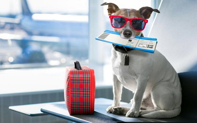 Наші поради: як подорожувати з тваринами