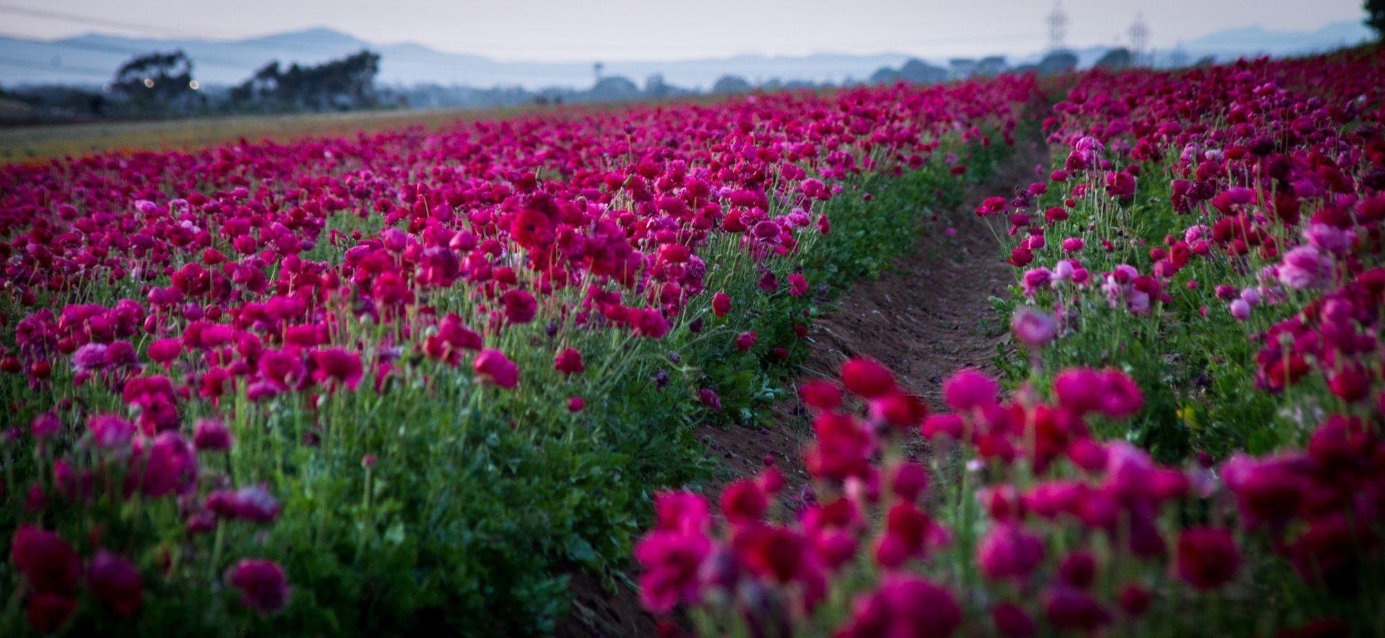 Квіткові весняні подорожі Україною
