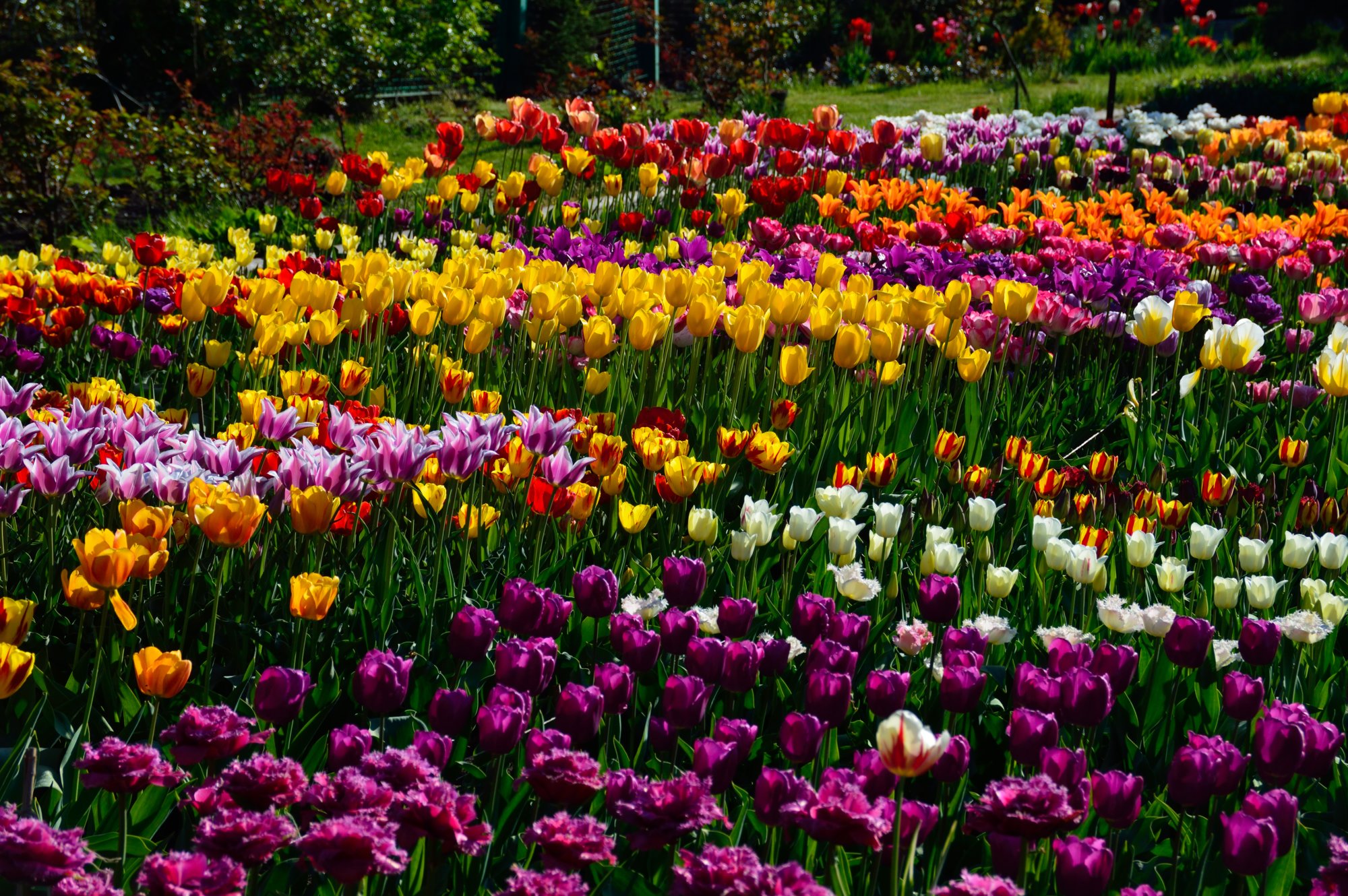 Запорізький ботанічний сад – природа краси