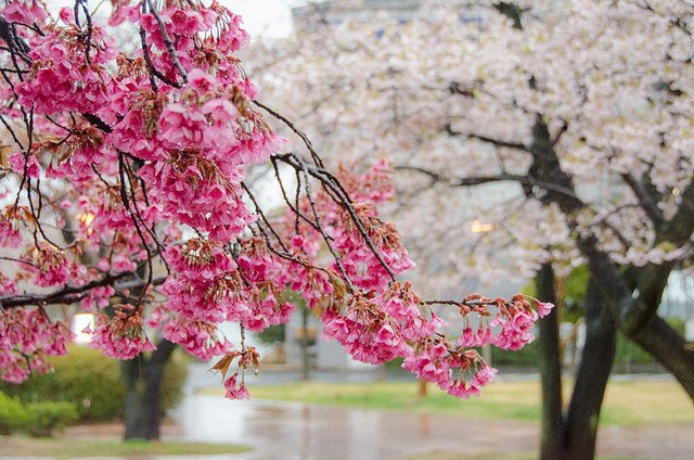 Куди поїхати навесні