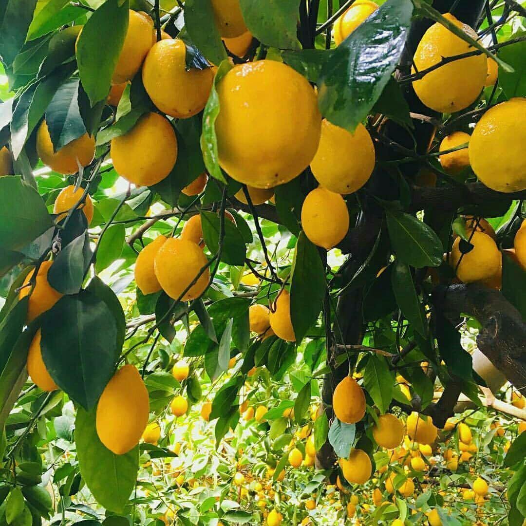 Лимонарій – місце, де живе сонце