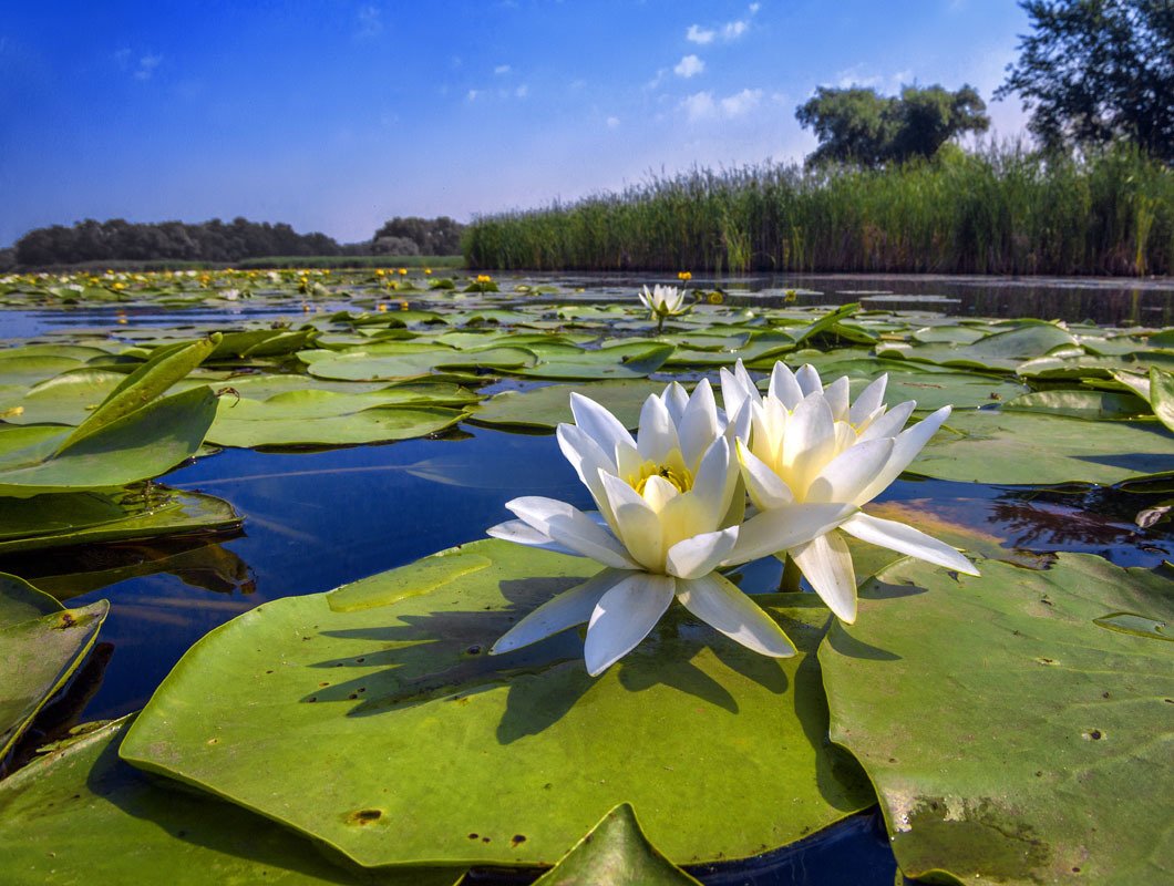 Що можна побачити під час прогулянки на каяках чи катері ?