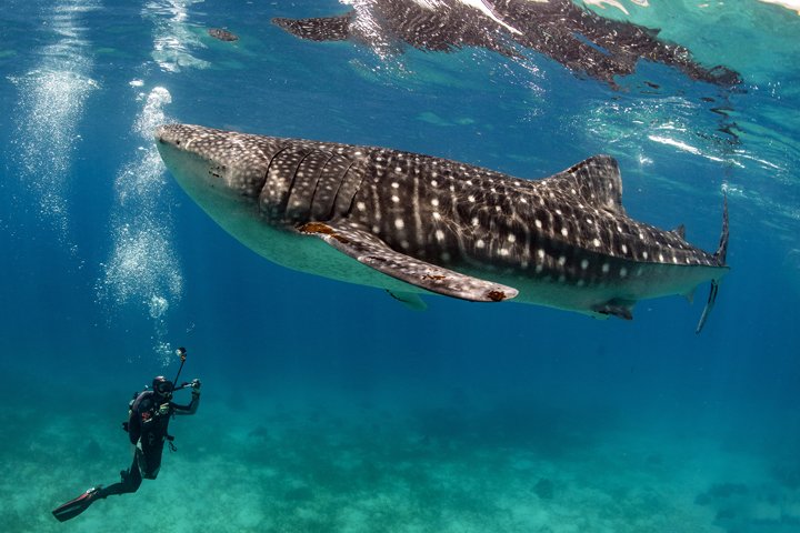 Тур-словник: підводний туризм, дайвінг, снорклінг