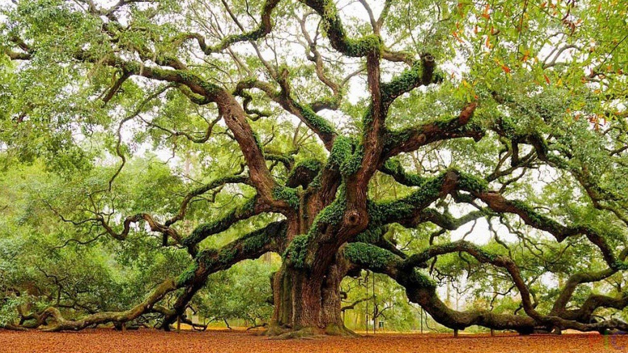 Байки про козацькі дуби