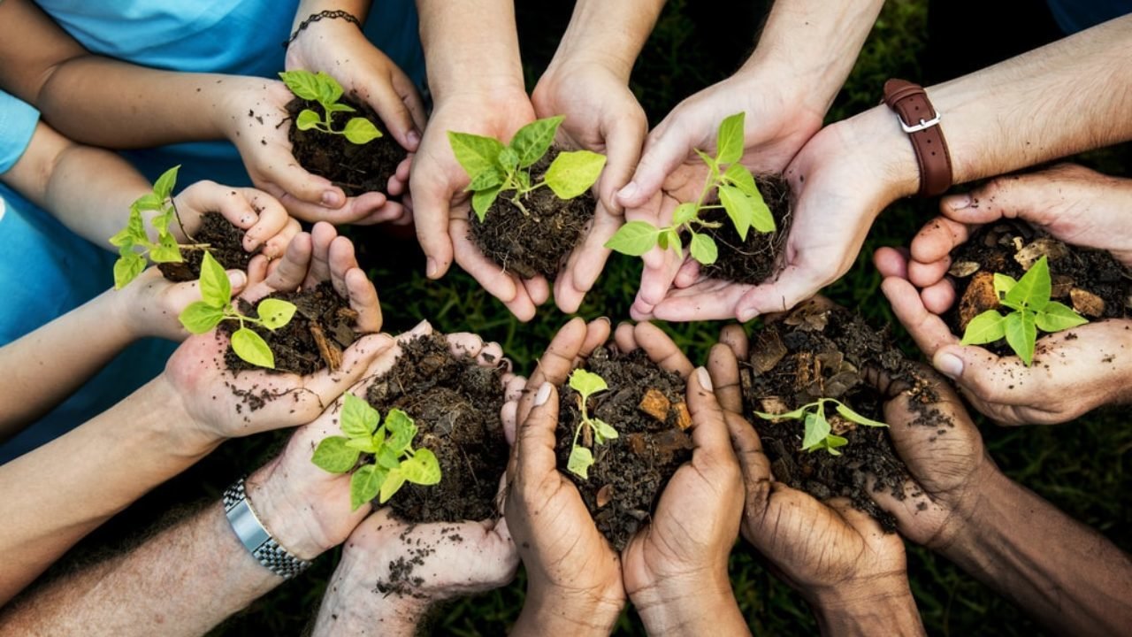 10,000 new trees will appear in Zaporizhzhia