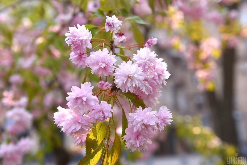 Sakura blossomed in Zaporizhzhia (photo)