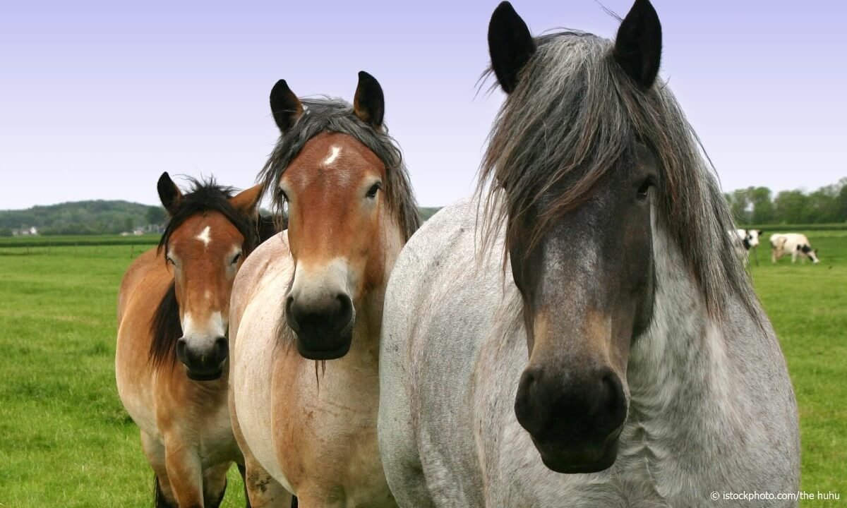 Екскурсія до кінно-спортивного клубу «Кавалькада»