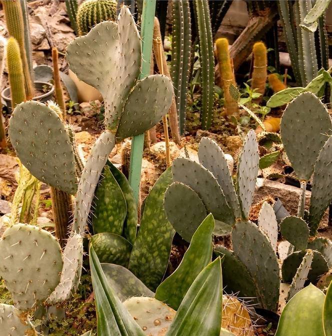 Ботанічний сад тропічна оранжерея