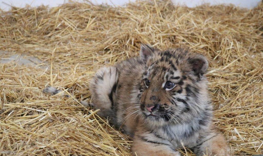 Маленький хижак у Запоріжжі