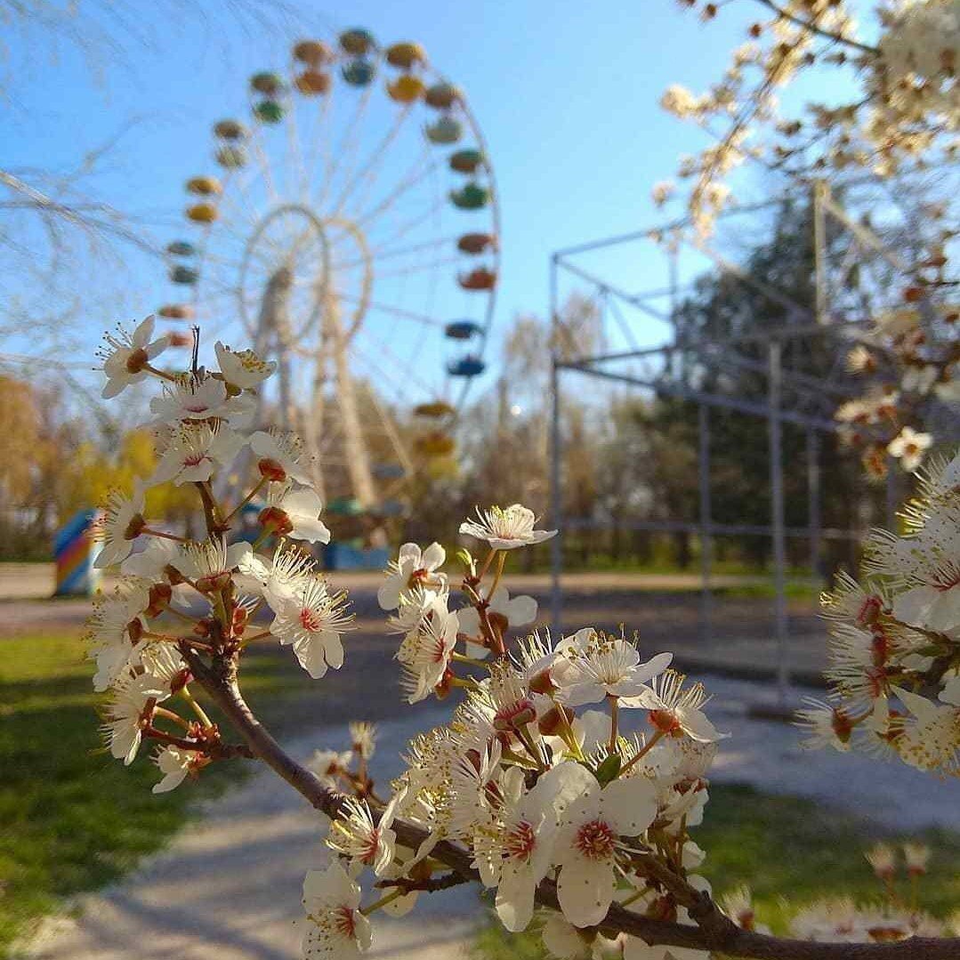 Добірка фото. Запоріжжя розквітає