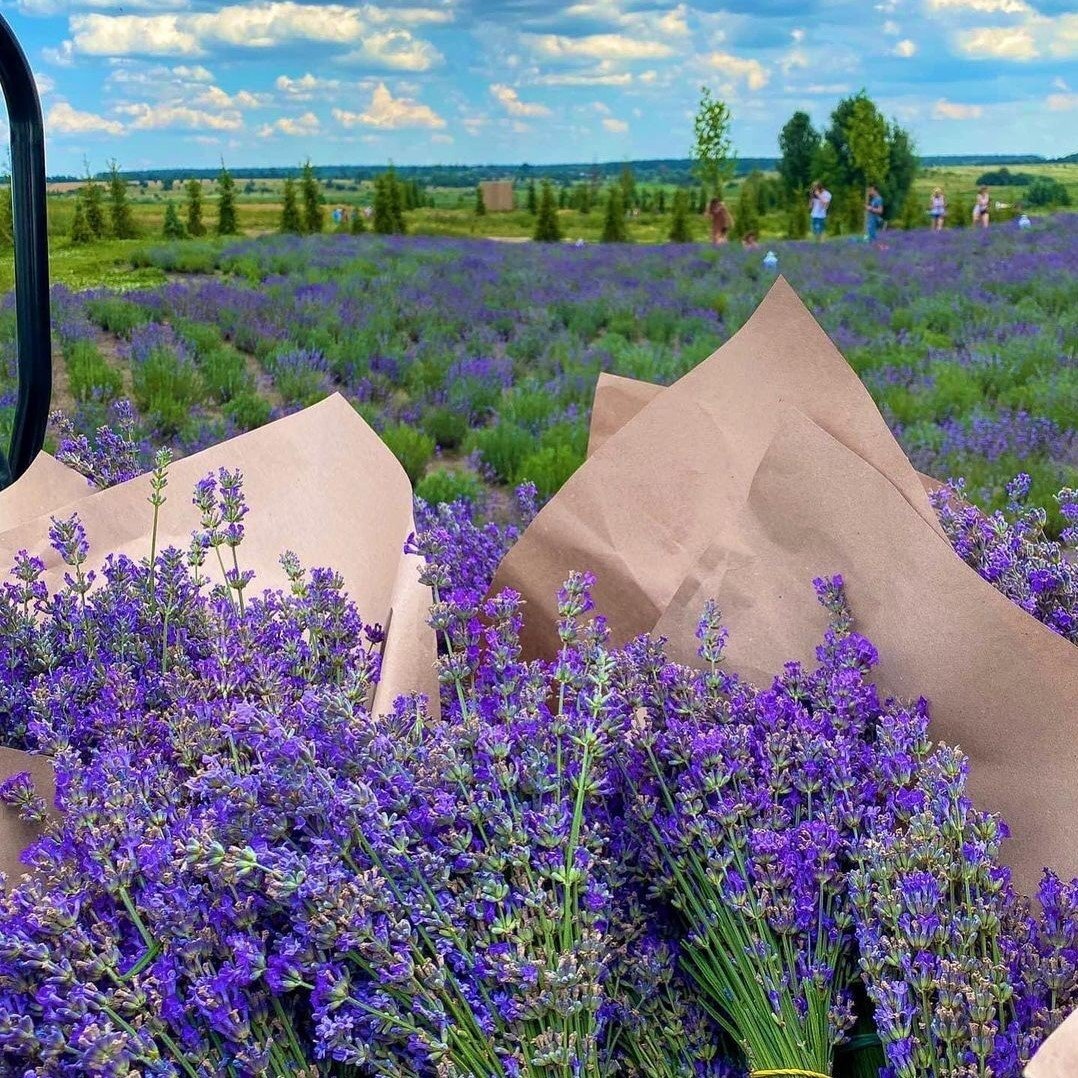 Лавандові поля в Україні