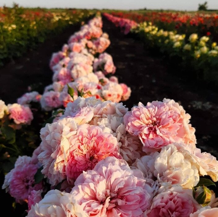 Три гарних місця поблизу Запоріжжя