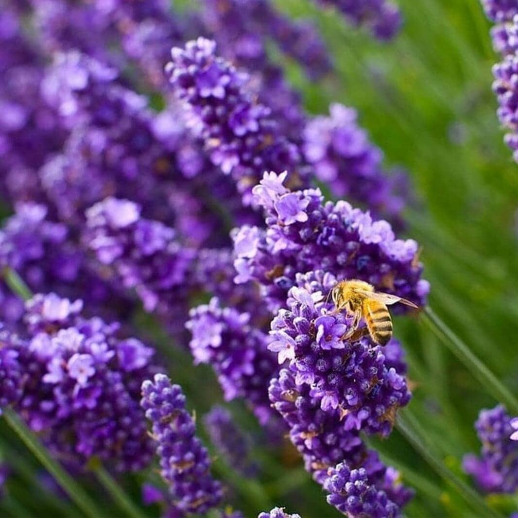 Квітуча Україна. Кращі квіткові поля