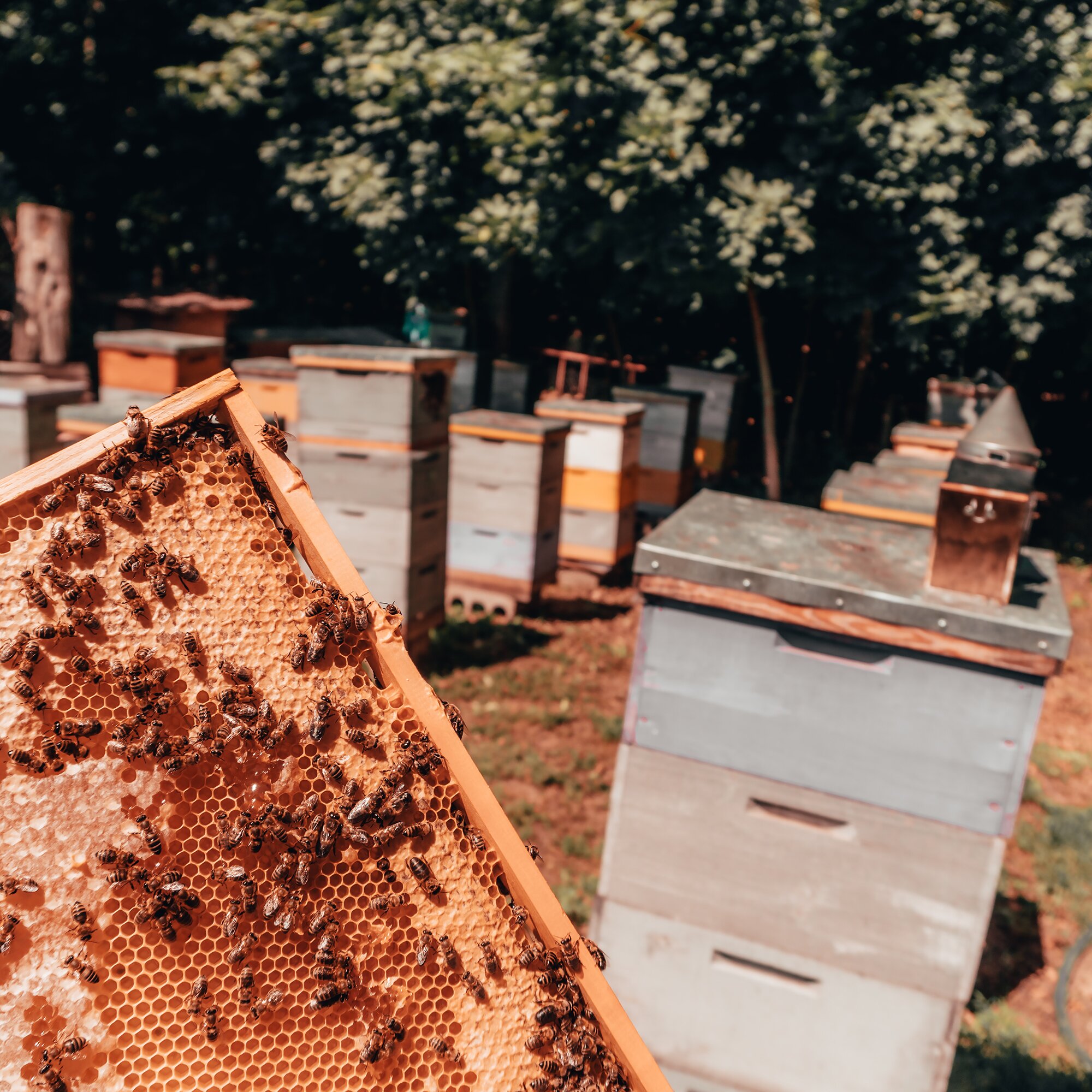 Відкриваємо нові місця разом з ТІЦ. Пасіка