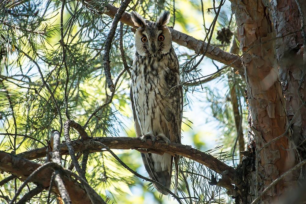 У Запоріжжі, на острові Хортиця, як виявилось живуть дивовижні пернаті