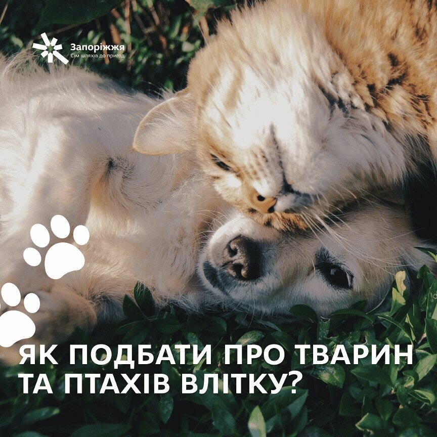 Як подбати про тварин та птахів влітку?