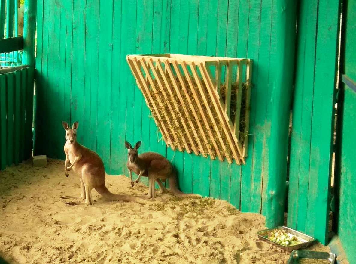 На Запоріжжі оселилося маленьке кенгуру