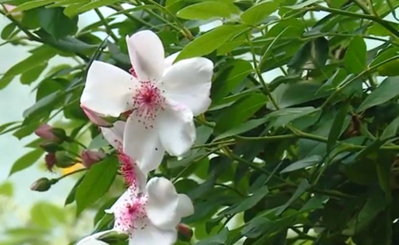 У Запорізькому ботанічному саду представники не тільки флори, а й фауни