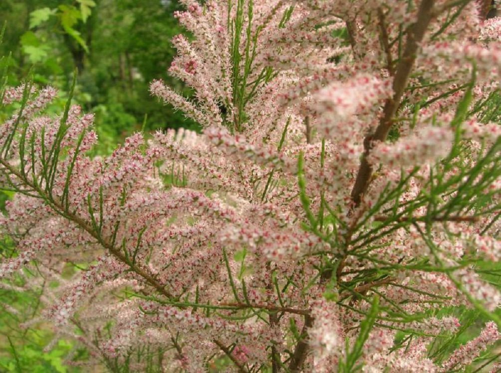 У Запоріжжі на острові Хортиця зацвіли рідкісні дерева