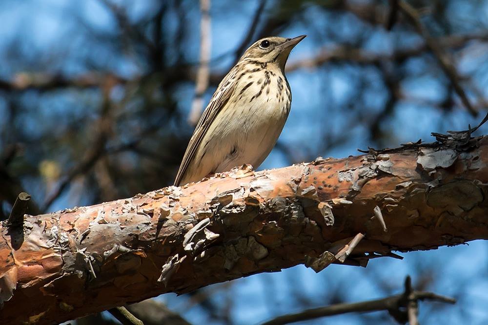 На острові Хортиця пройшов Еко-квест