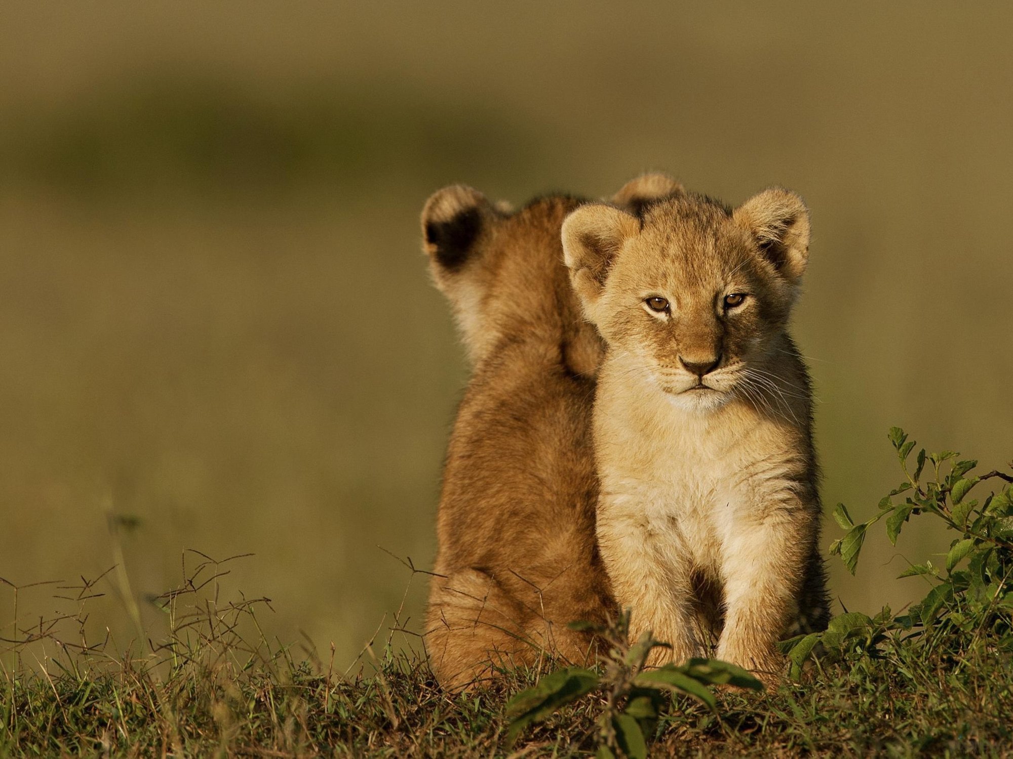 На Запоріжжі народилися львенята