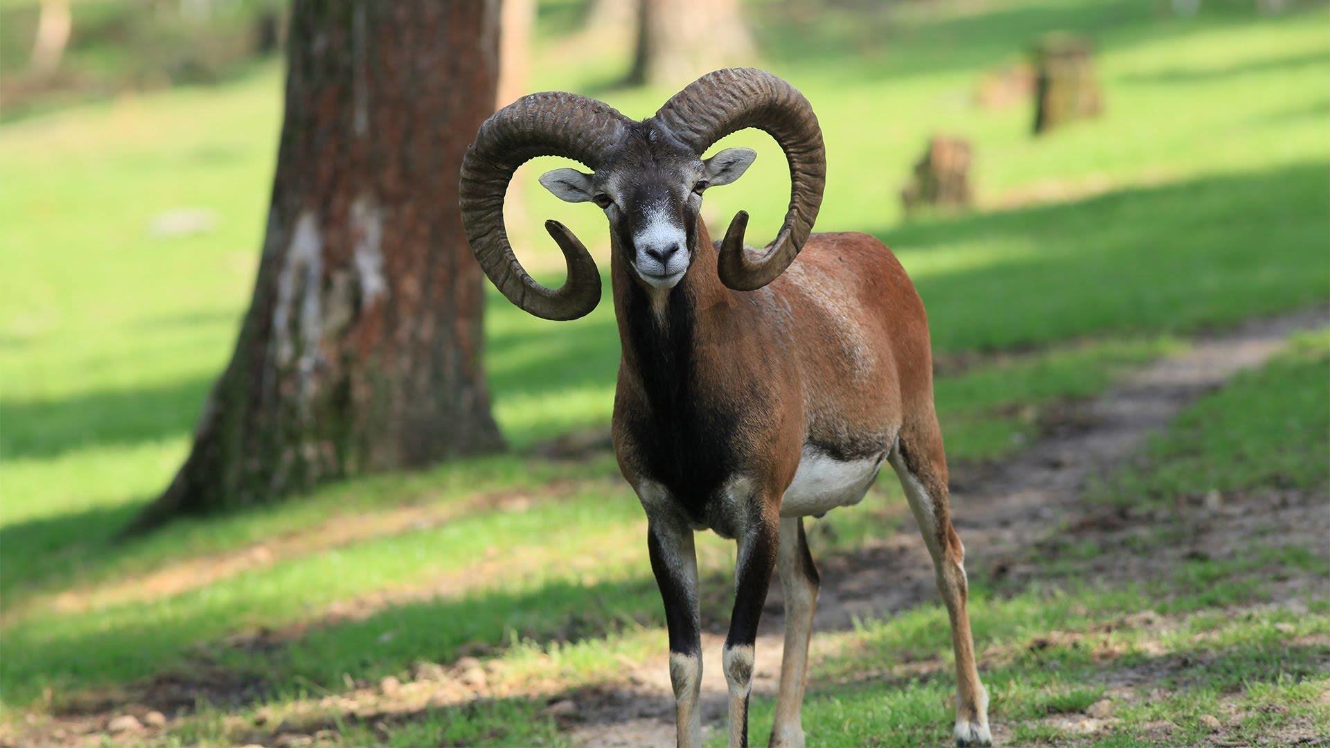 Рідкісна тварина народилась на території дитячої залізниці