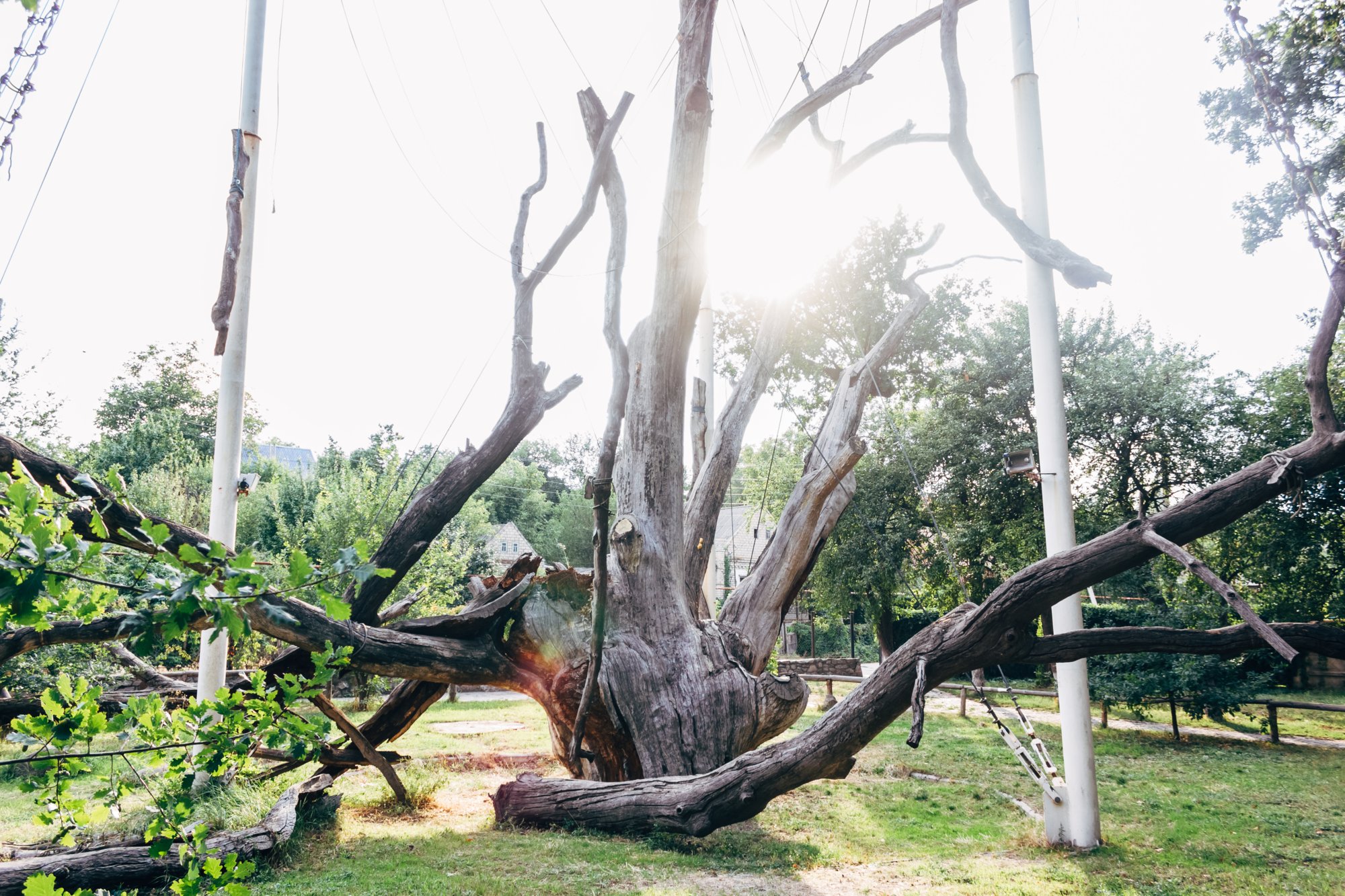 У Запоріжжі біля 700 літнього Запорізького дубу відбулось урочисте відкриття свята «Запорізькі барви»