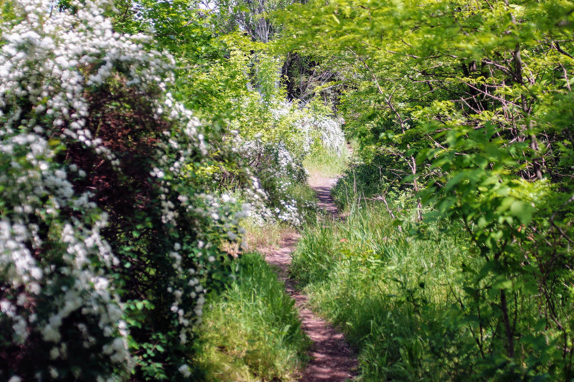 На острові Хортиця знаходиться Дендропарк