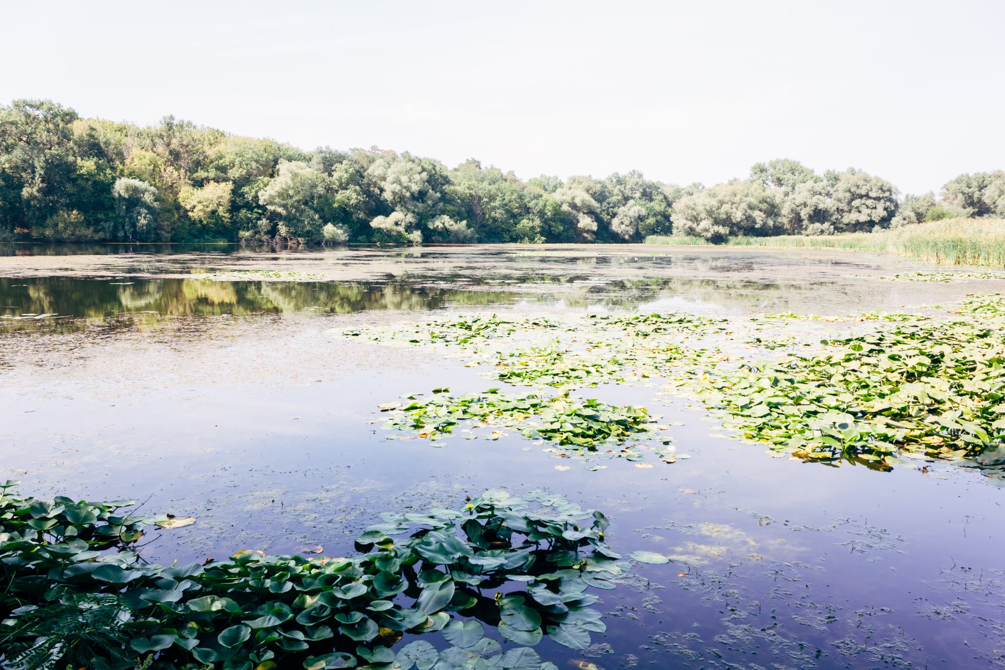 На Хортиці можна побачити рідкісних звірів та птахів