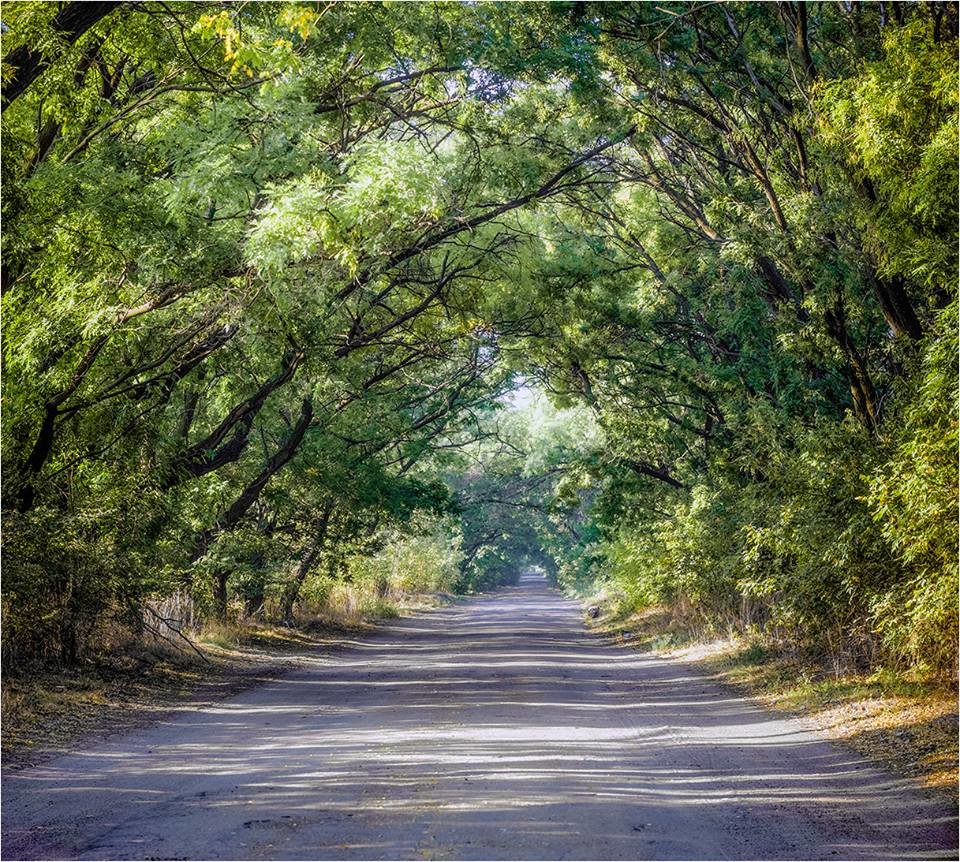 Фото дня: Дорога у запорізькі плавні