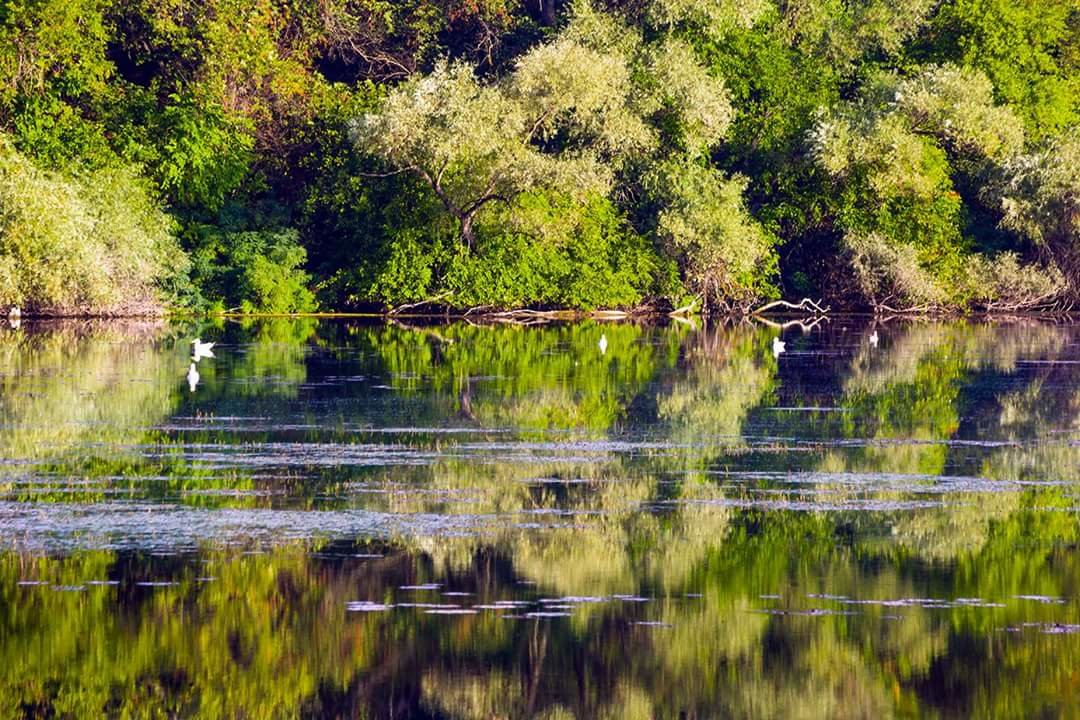 Фото дня: Заповідні плавні запорізької Хортиці