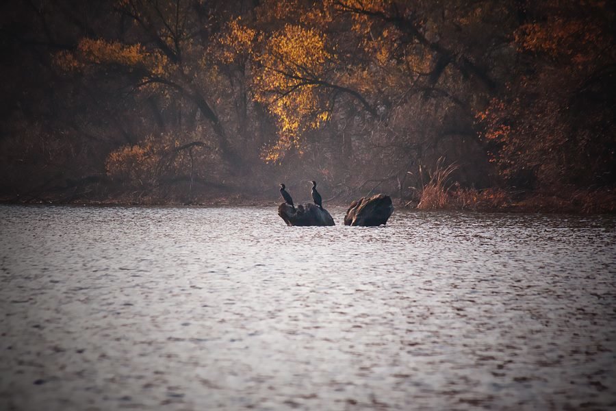 Фото: осінні плавні Запоріжжя