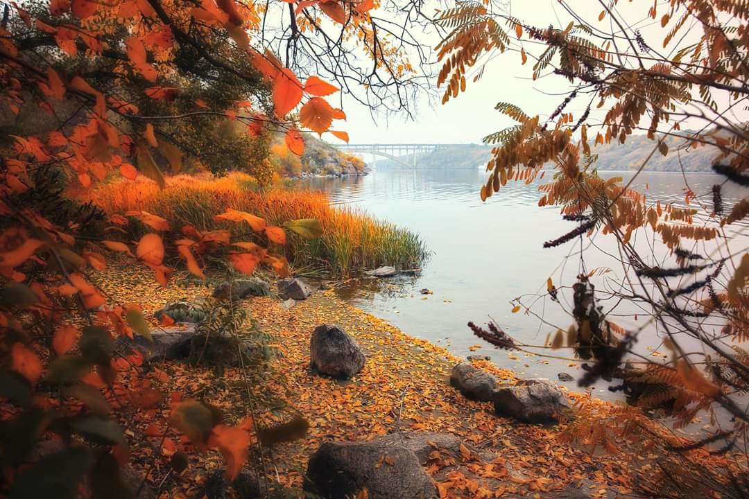 Фото: запорізький фотограф показав унікальний знімок рудої осінньої Хортиці
