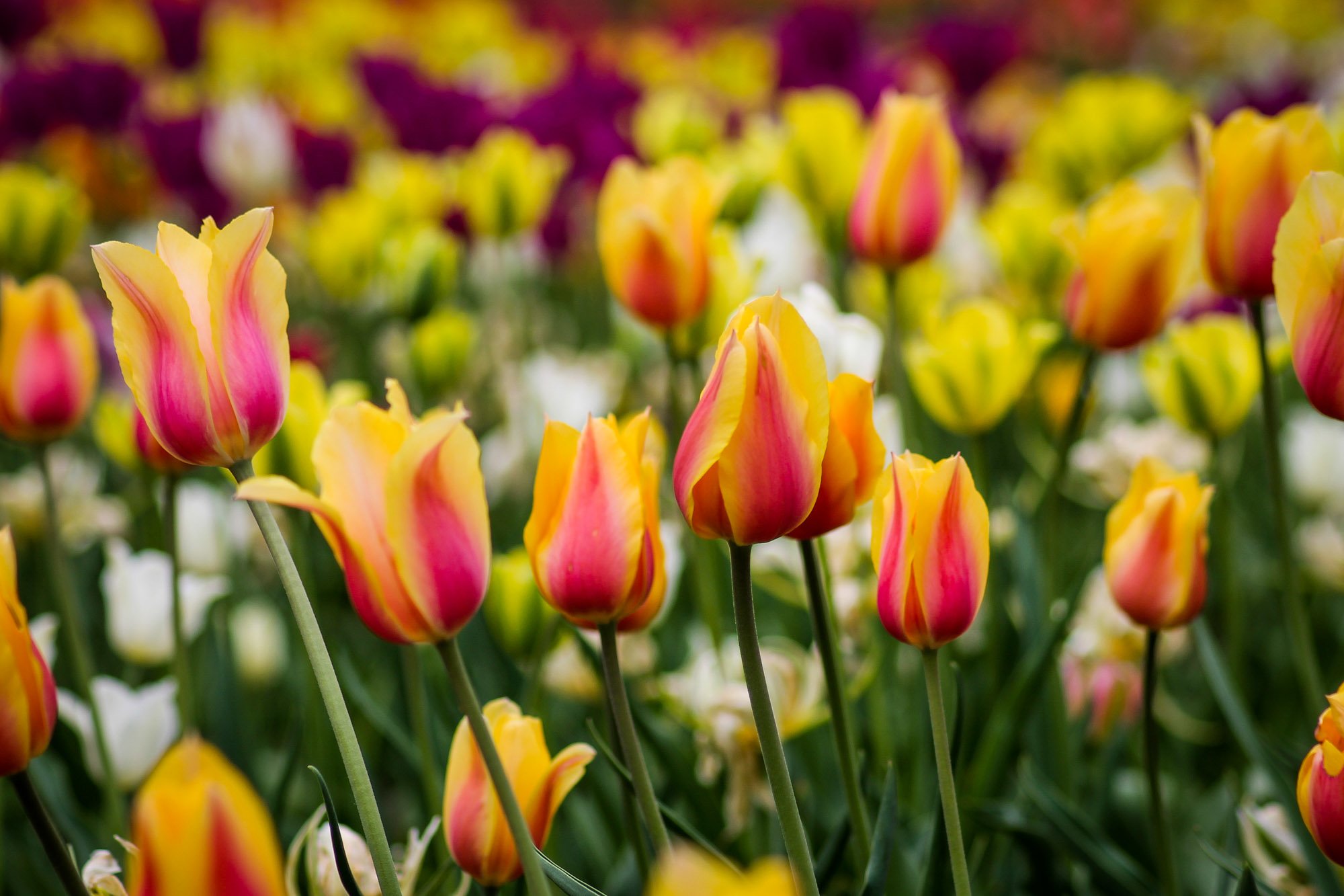 Дендропарк Кропивницького: парк тюльпанів у серці України