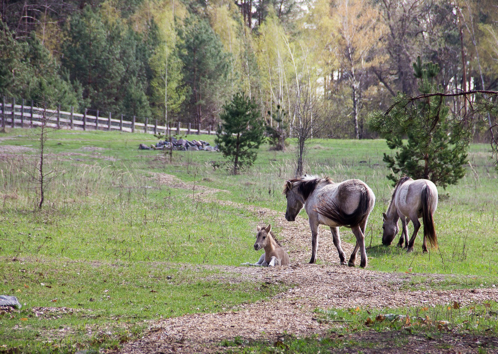 Парк природи «Беремицьке» — шматочок дикої природи недалеко від Києва
