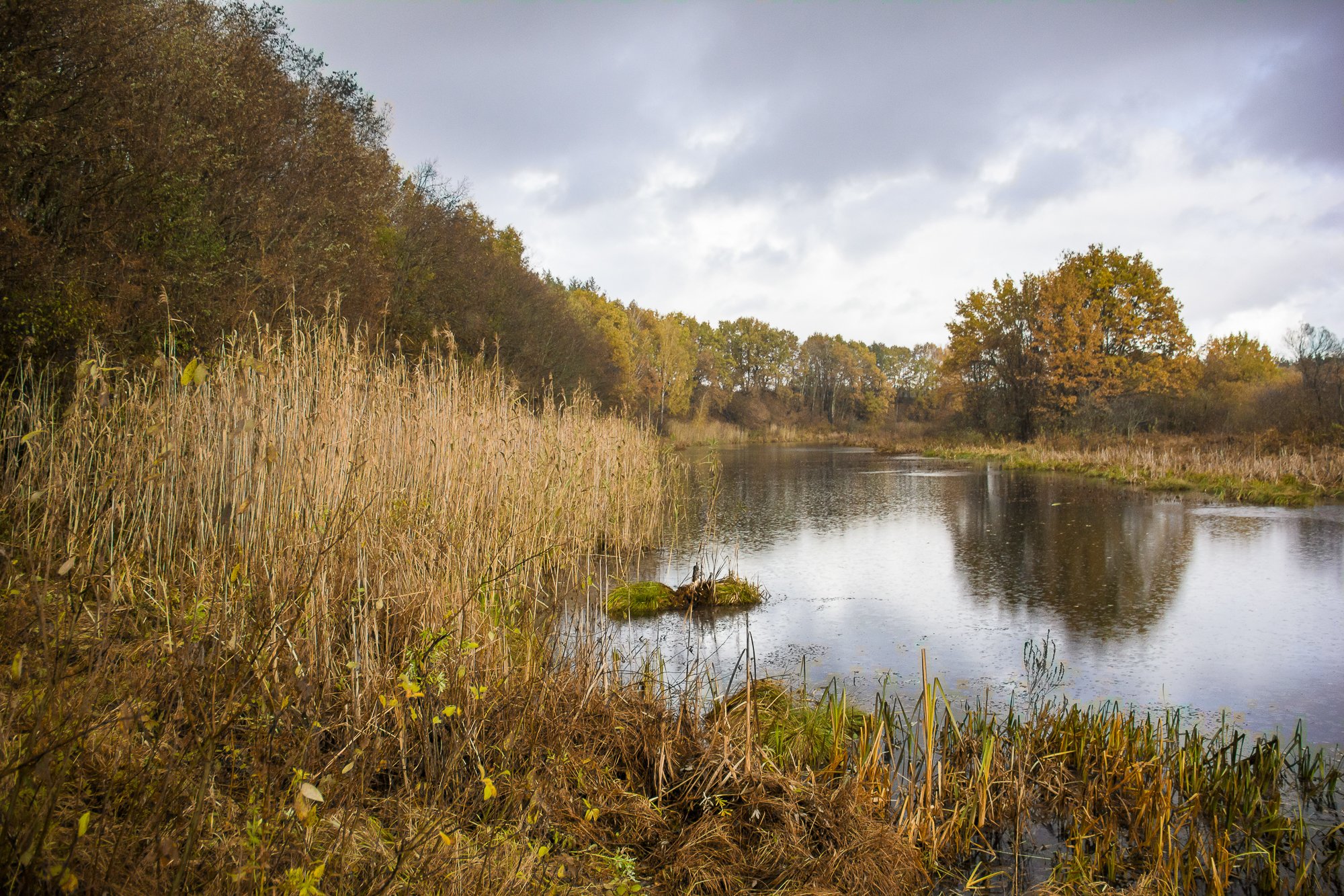 Міжрічинський парк — місце, де природа оживає