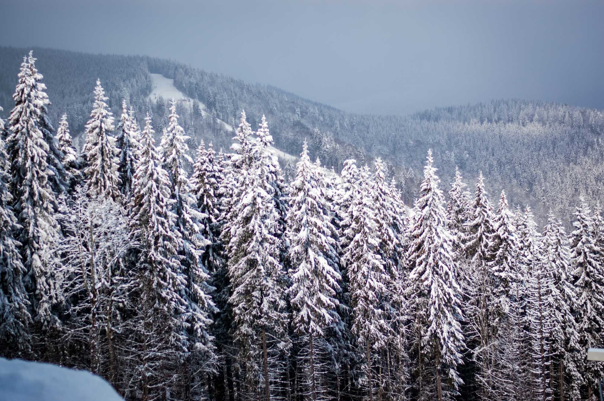 Де знайти притулок в Карпатах в разі екстреної ситуації?