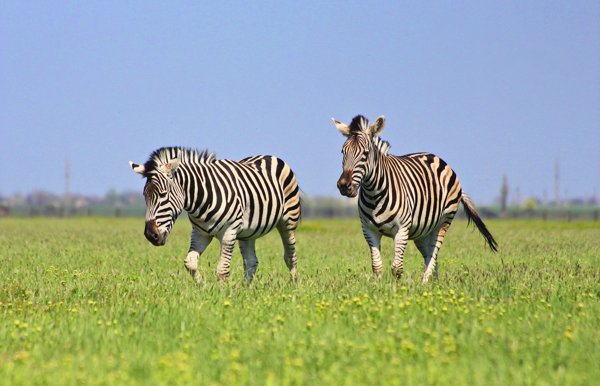 Побачити африканське сафарі, голандські млини та віадук з «Гаррі Поттера» не покидаючи України