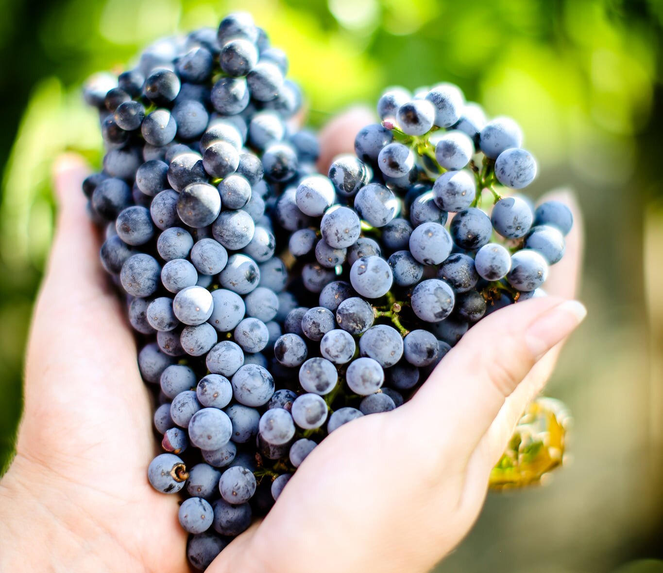 Вино-нокаут від українських виноробів: куди їхати енофілам