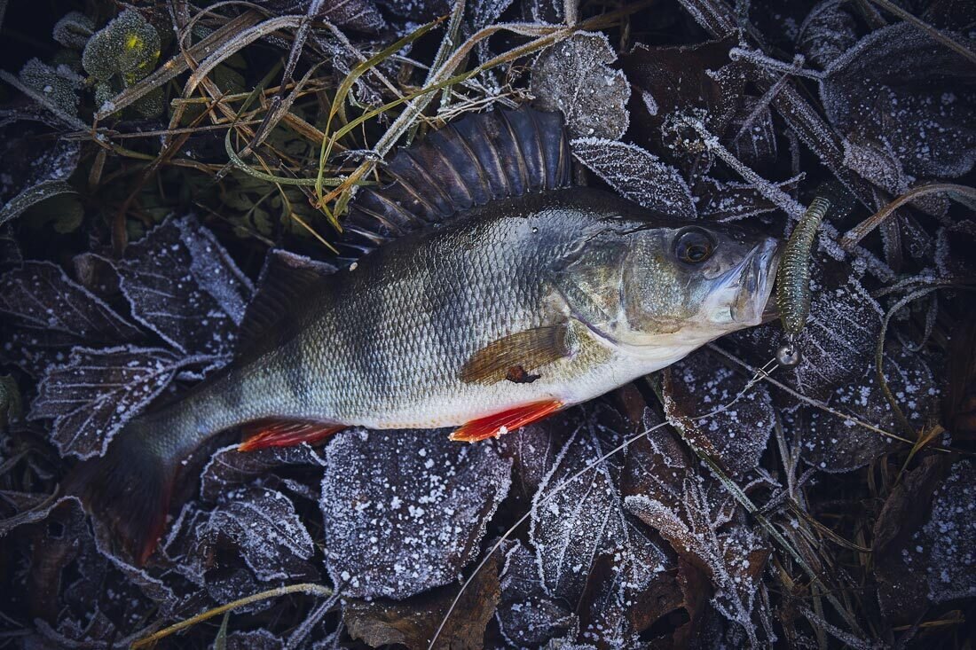 Без заголовка