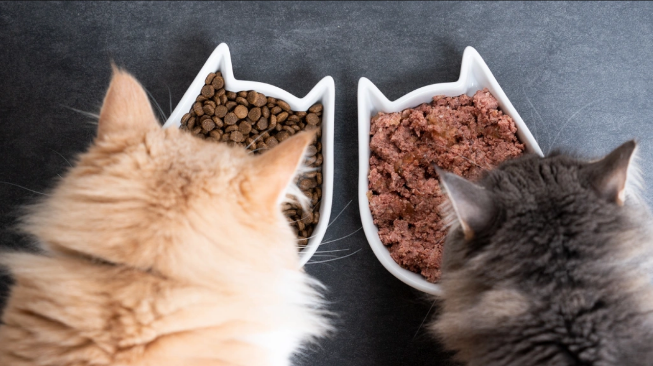 Сухий чи вологий корм: чим годувати кота