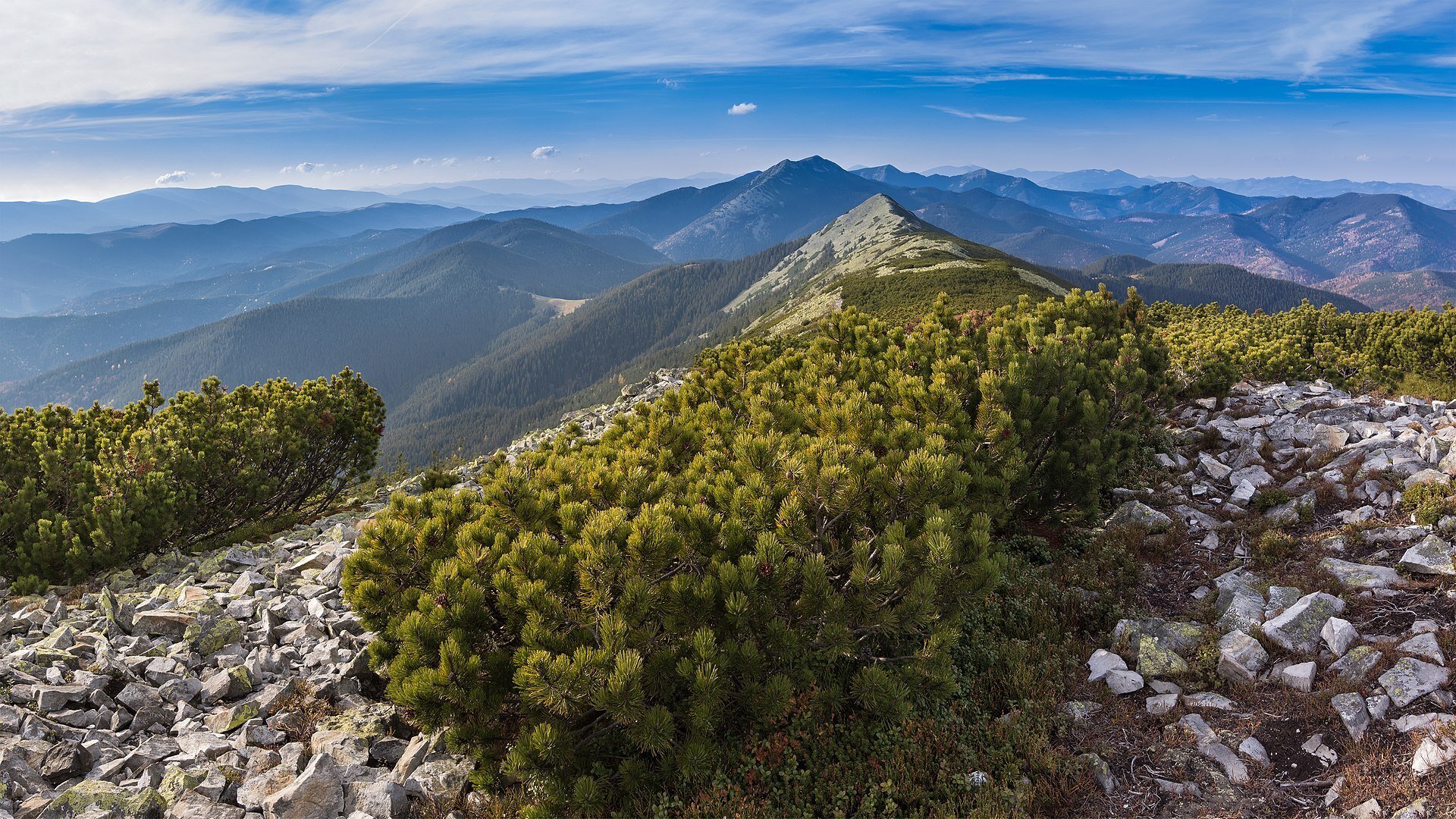 Мальовничі Карпати улітку: п’ять маршрутів для новачків і досвідчених