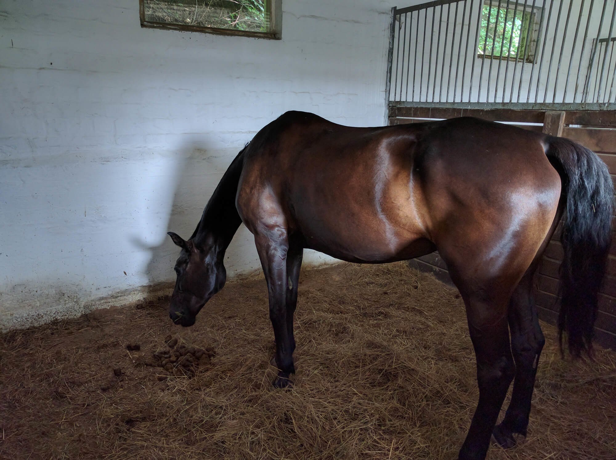 Седнівський кінний двір