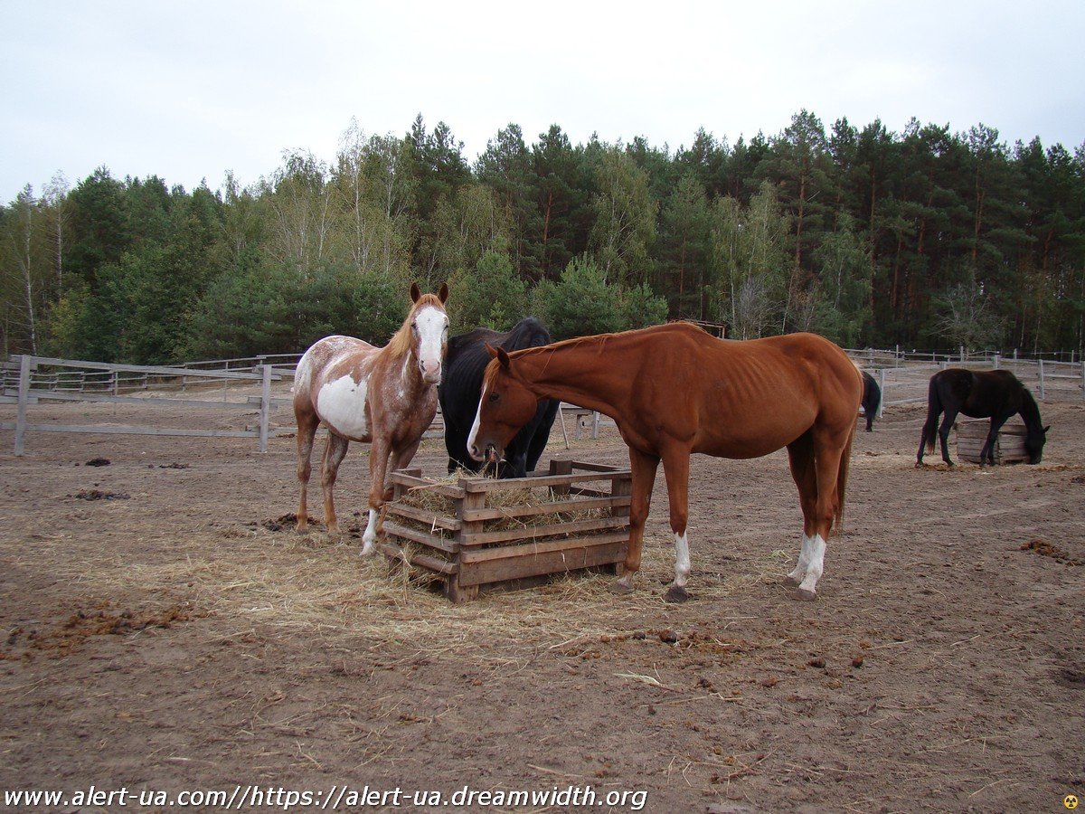 Кінний Клуб "Соломахіної Ранчо"