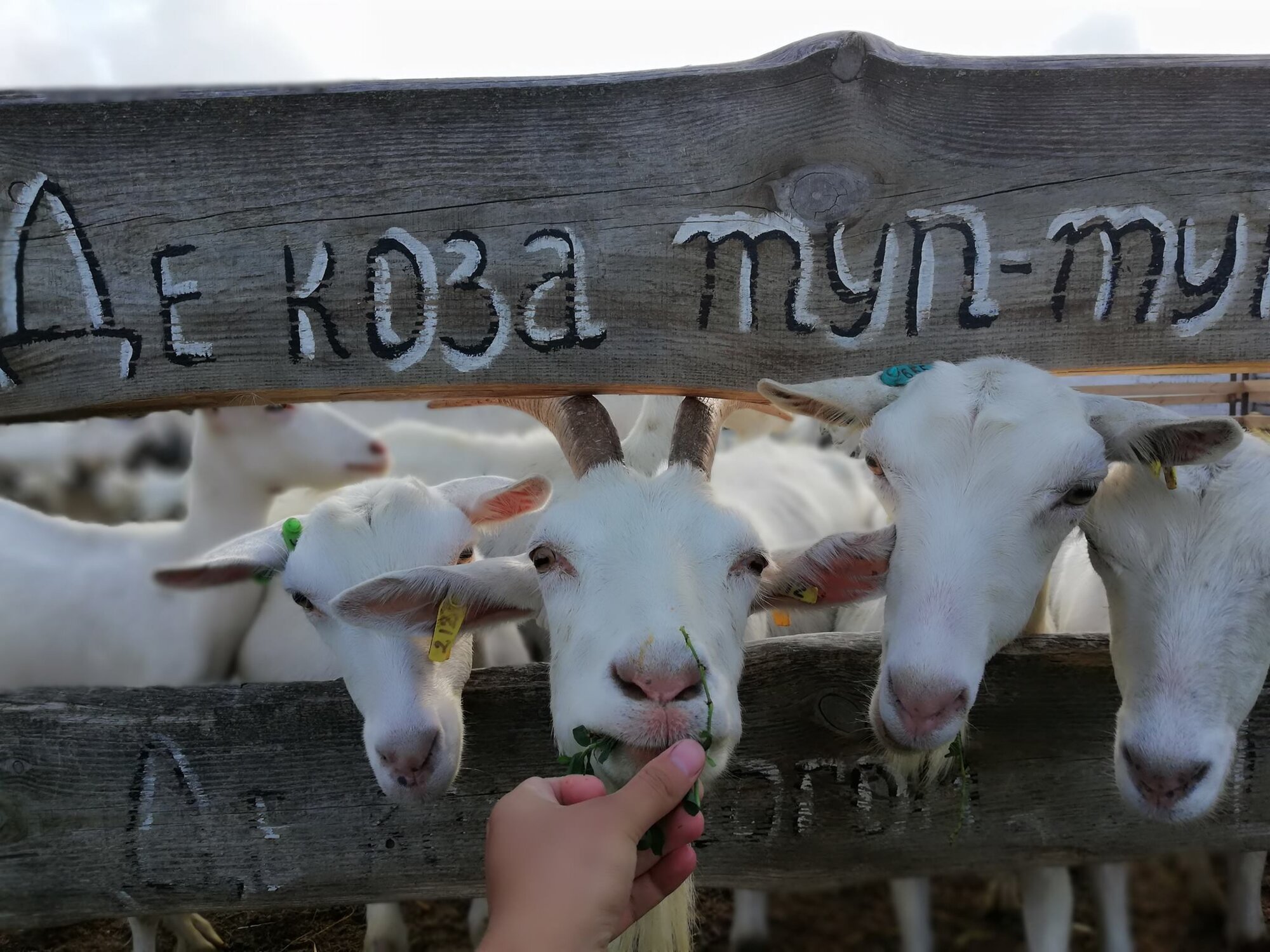 Babyny Kozy (Granny’s She-Goats) EcoFarm