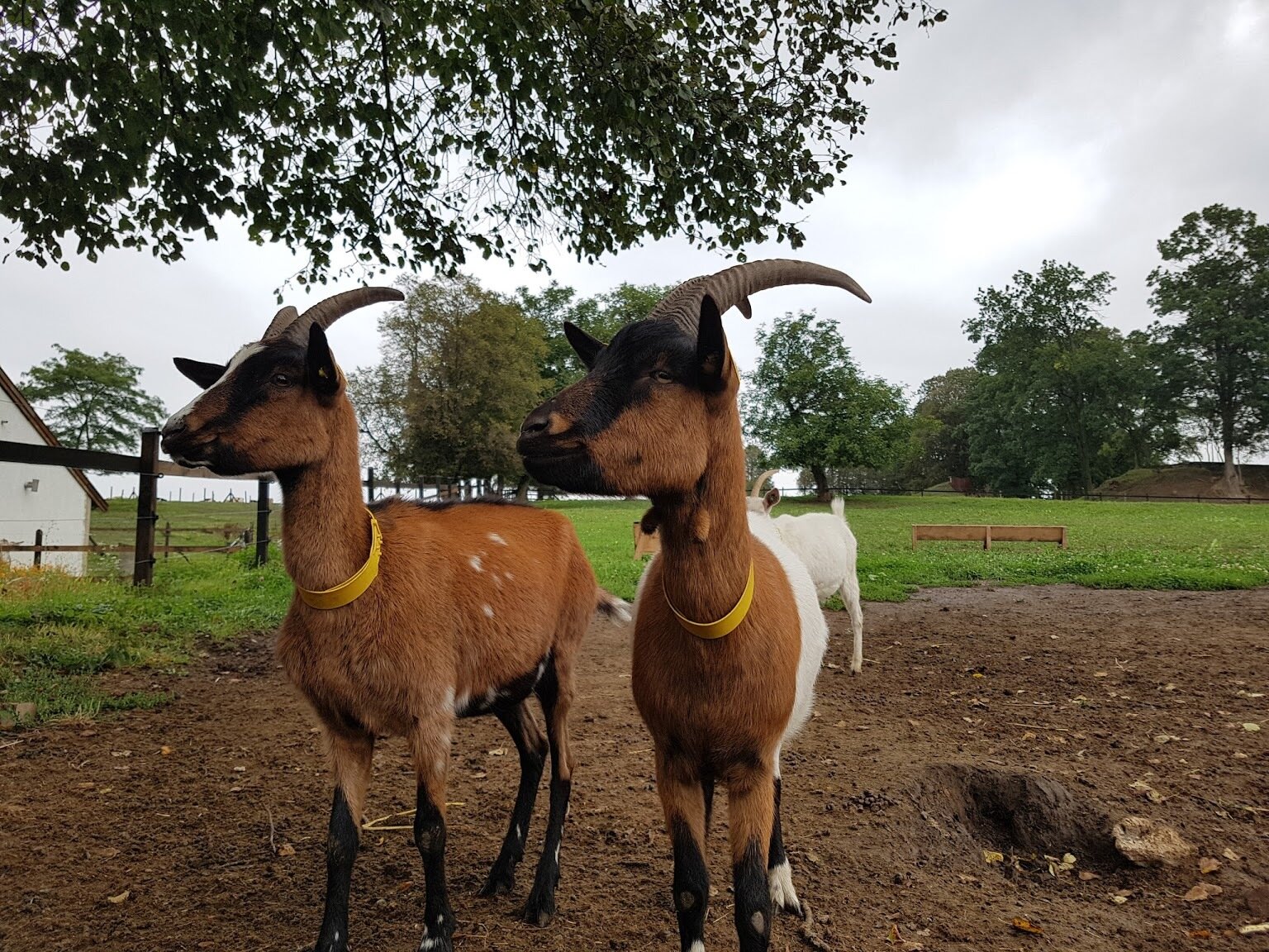 Козяча ферма "Шеврет"