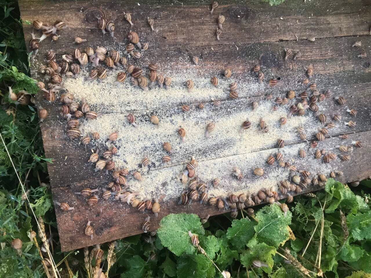 Равликова ферма "JIFFY"