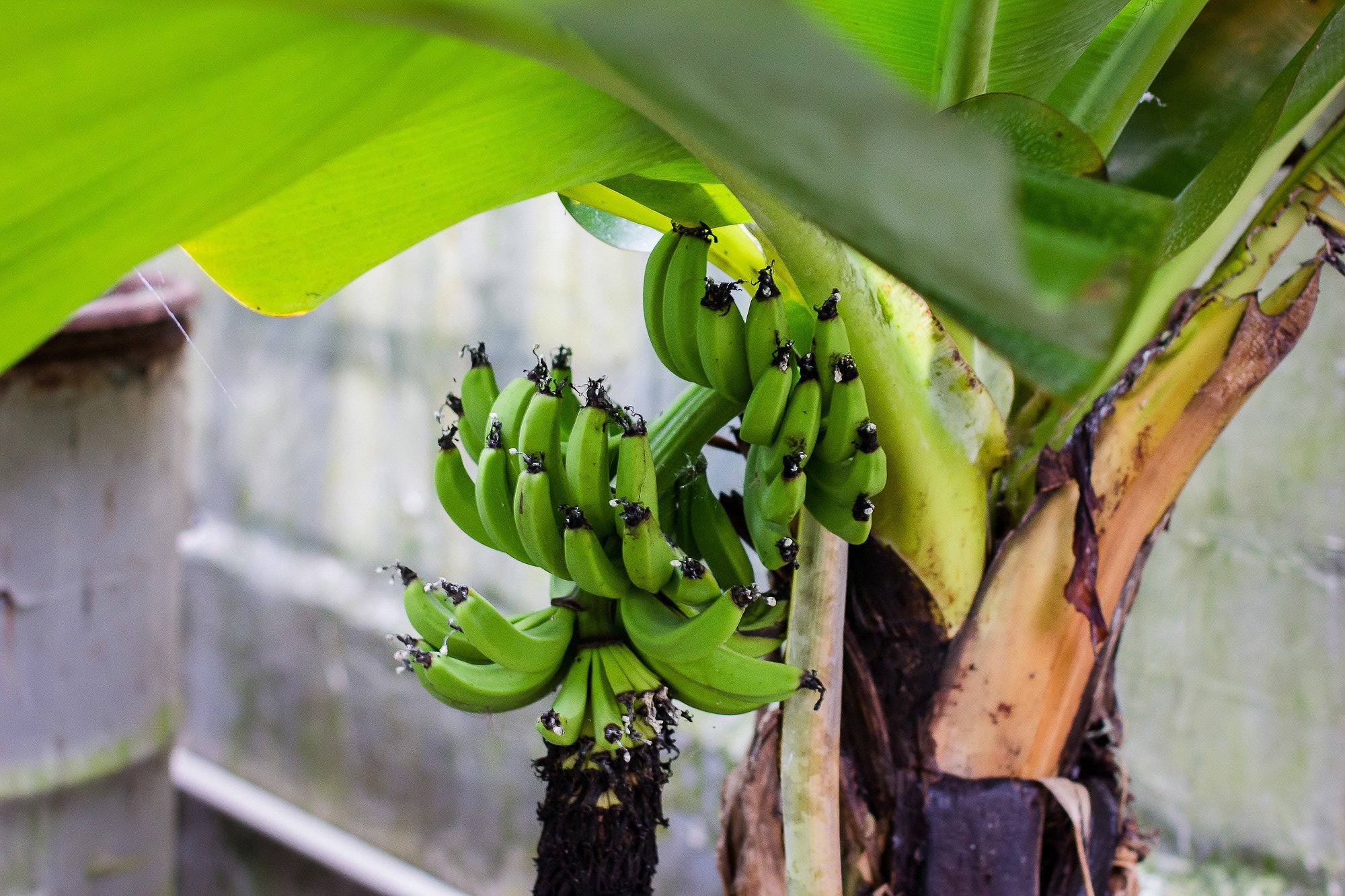 Banana farm in Rozhny village