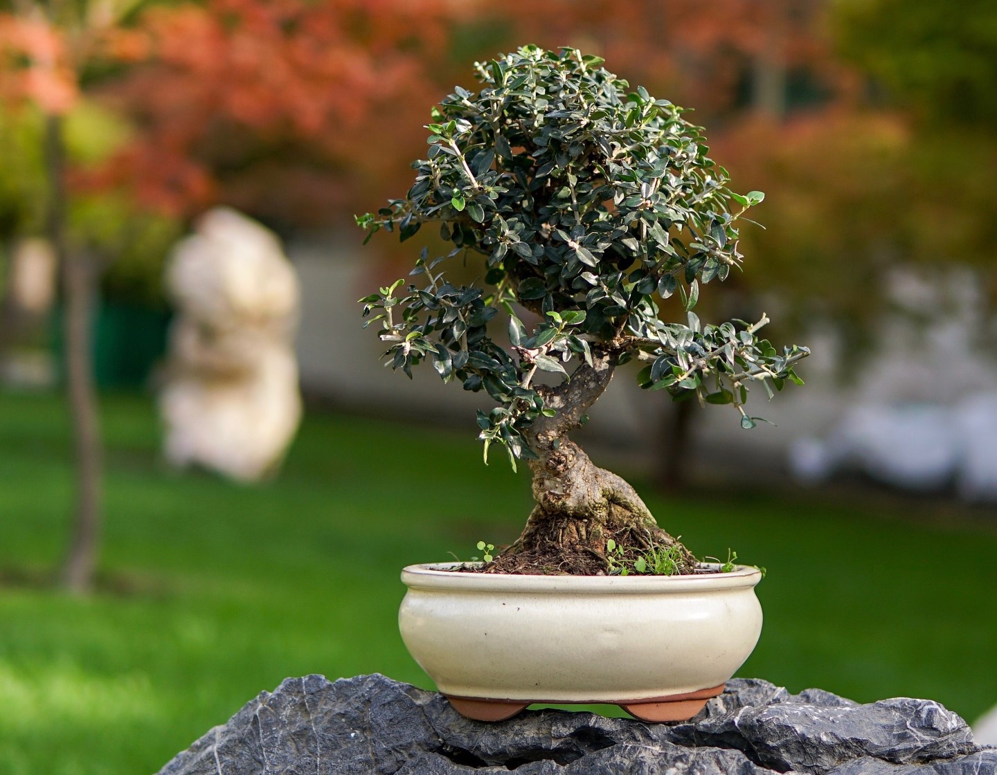 25-27 квітня у Ботанічному саду імені М. М. Гришка відбудеться виставка «Бонсаї»