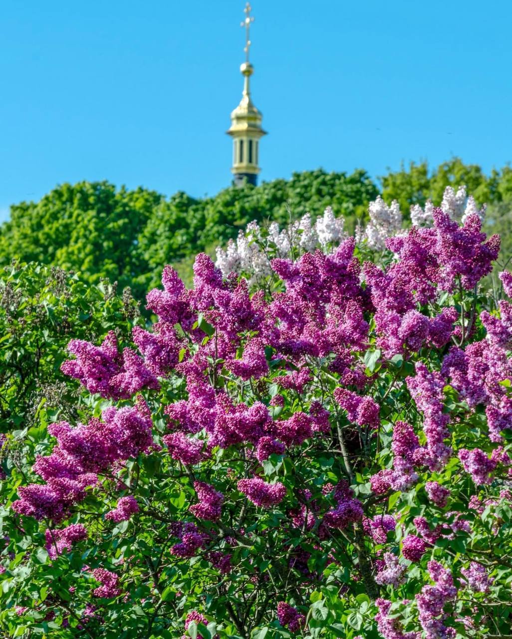 У Києві розпочалося цвітіння бузку